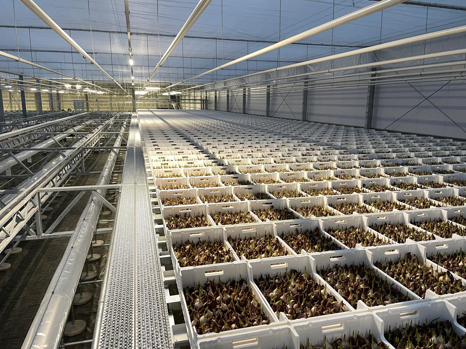 Ronico B.V.: Nieuwbouw tulpenbroeierij, watertechniek & LED-belichting